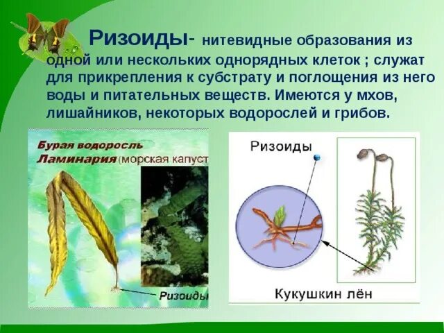 Систему ризоидов. Систему ризоидов