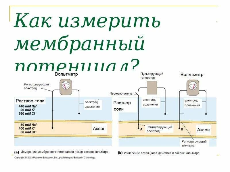Как измерить потенциал. Факторы влияющие на величину электрокинетического потенциала. Разность потенциалов. Тнпа измерение потенциалов. Определение потенциала электрического поля.
