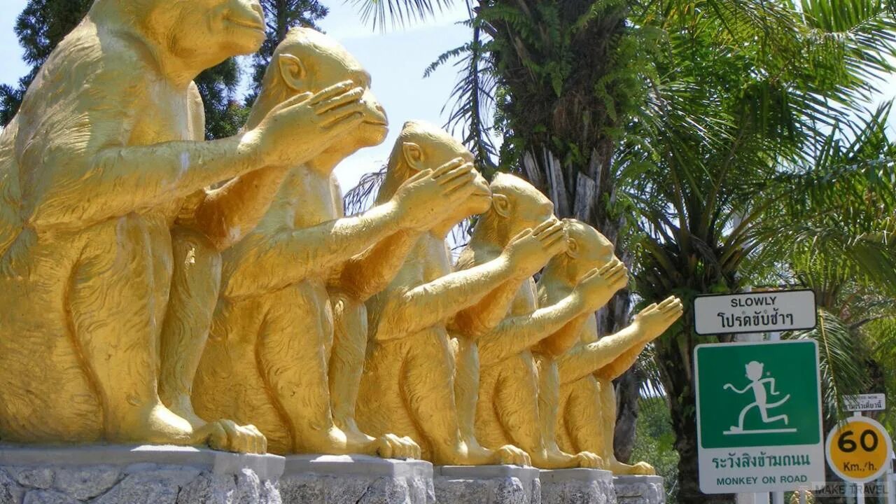 Обезьяна с травой. Скальные обезьяны вьетнама. Гора обезьян пхукет. Фото обезьянки на дороге. Road monkey.