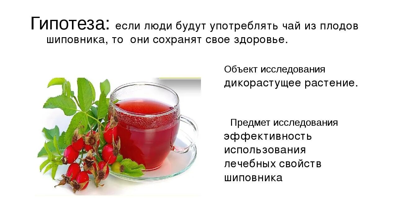 Шиповник заваренный в термосе польза. Чем полезен шиповник. Чай с шиповником. Шиповник чай чем полезен. Настой из плодов шиповника.