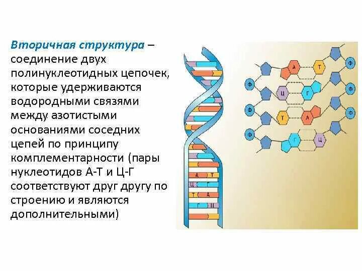 Полинуклеотидная цепь связи. Соединение полинуклеотидных цепей. Две полинуклеотидные Цепочки. Связи стабилизирующие структуру одной полинуклеотидной цепи. Соединение нуклеотидов в полинуклеотидную цепь.