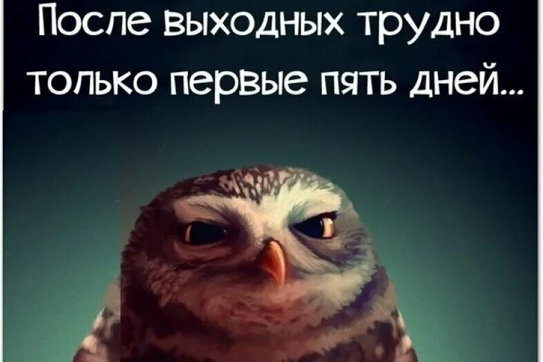 Работа после выходных прикольные картинки. Смешные высказывания про утро. цитаты про утро смешные. смешные фразы про утро. после выходных трудно только первые 5 дней.