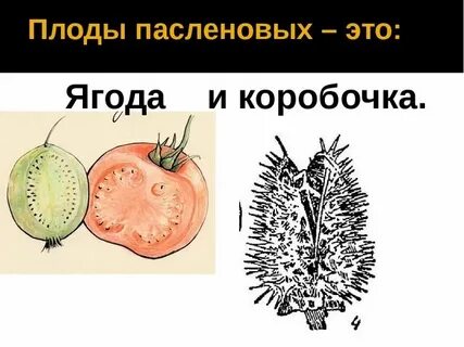 Плод ягода семейство