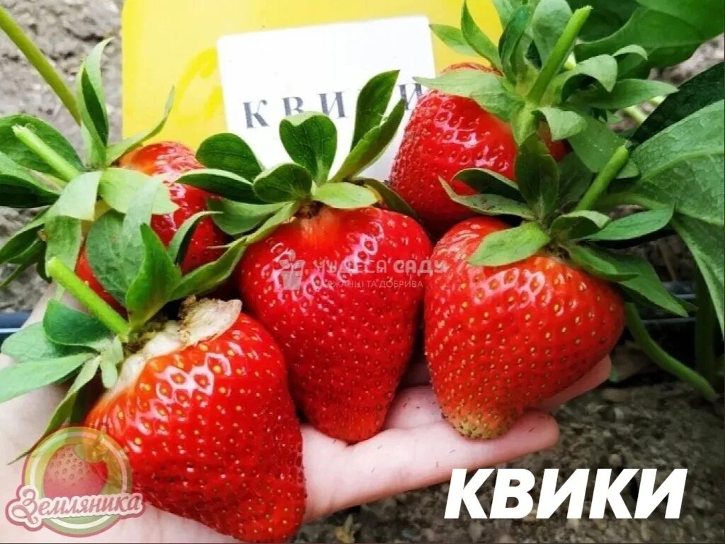 Картинки КЛУБНИКА ГАРИГУЭТТА ОПИСАНИЕ СОРТА ФОТО