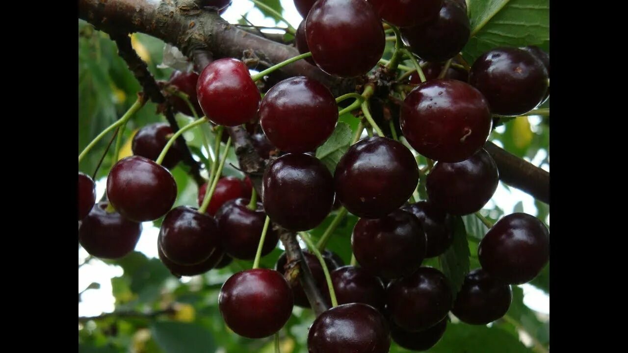 Вишня волочаевка описание сорта фото отзывы Wiśnia groniasta Ujfehertoi Prunus cerasus Fruit, Prunus, Radish
