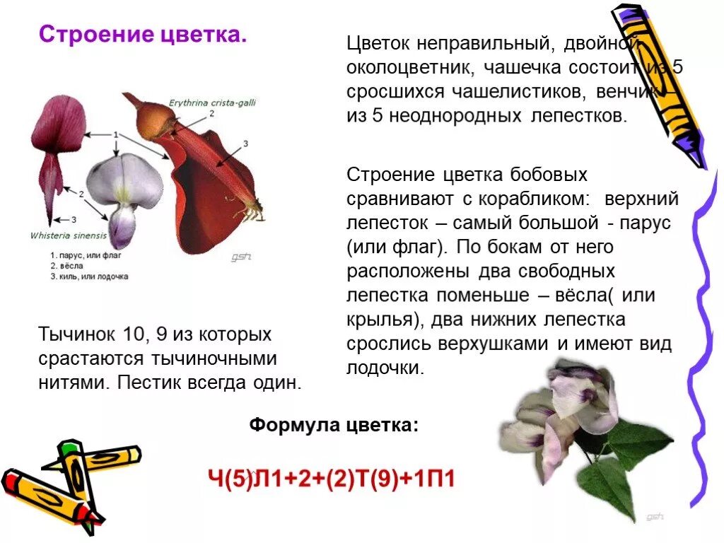 Строение цветка бобовых формула. В околоцветнике 5 сросшихся лепестков. Тычинка цветка. Горох посевной диаграмма цветка. Двойной околоцветник в формуле цветка.