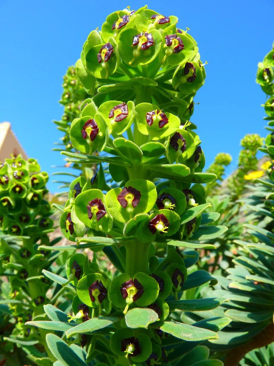 Молочай Млечный. Молочай (Euphorbia). Эуфорбия миля. Молочай Крымский. Как цветет молочай