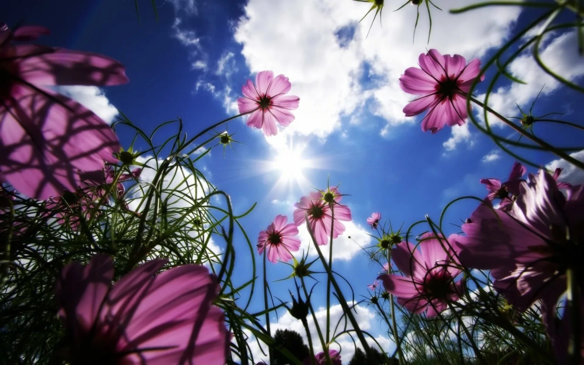 Красивые картинки на обои телефона цветов. Летние цветы. Красивые картинки. Яркие цветы. Красивые картины.