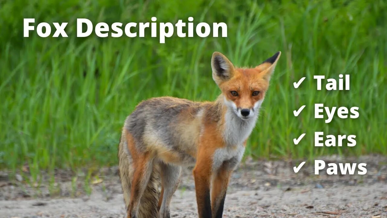 Urocyon cinereoargenteus, grey fox in wild free image download