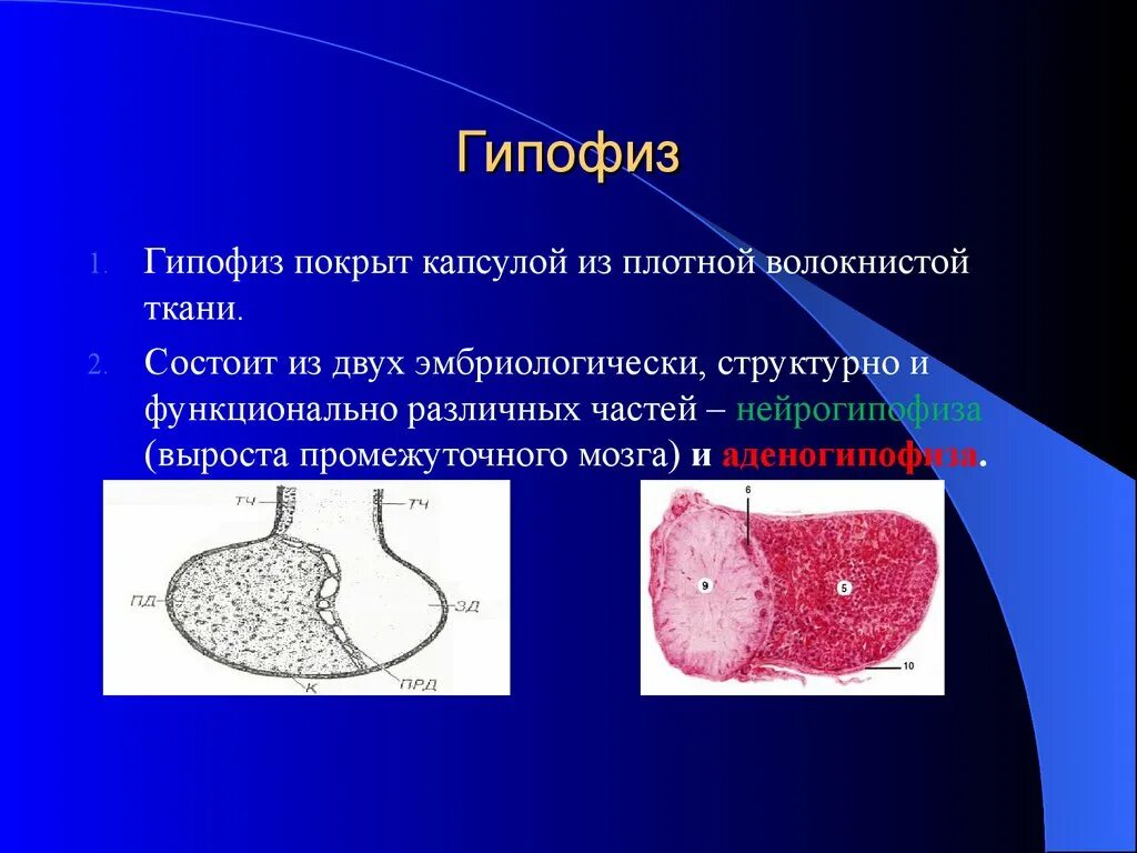 Гипофиз. Ткань гипофиза. Аденогипофиз ткань. Капсула гипофиза.