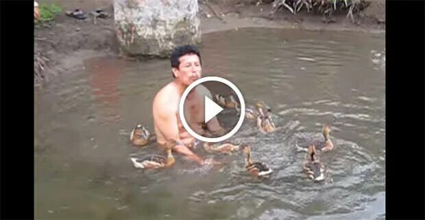 Почему нельзя плавать в водоеме где утки