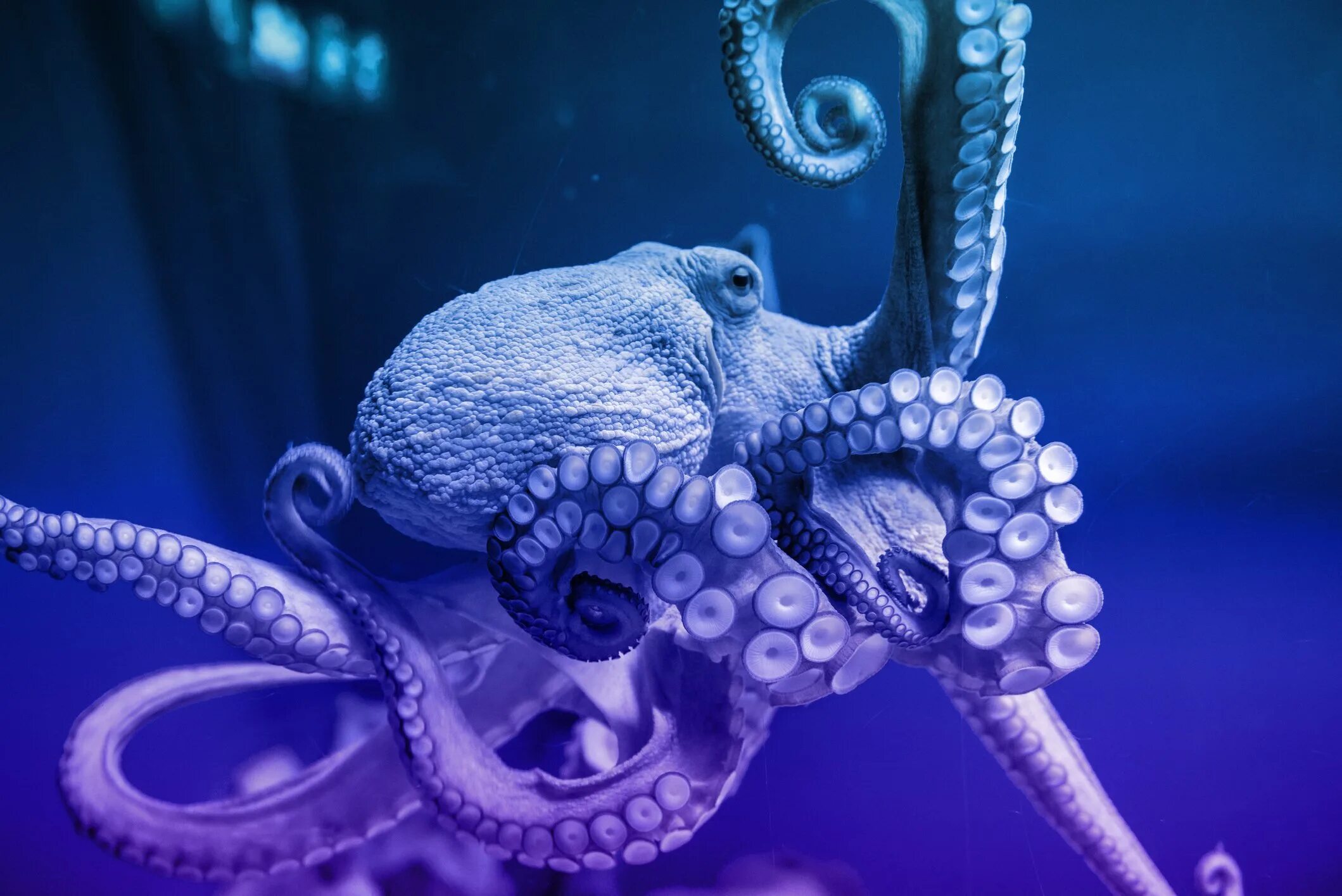 Осьминог Octopus vulgaris. Осьминог Кракен. Осьминог Дамбо. Осьминог Дофлейна гигантский.