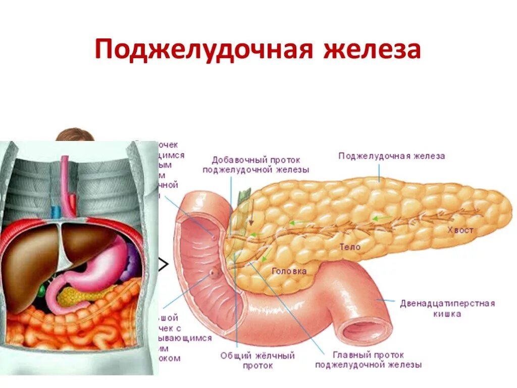 Поджелудка симптомы. Поджелудочная железа анатомия человека. Строение поджелудочной железы. Анатомические структуры поджелудочной железы. Сальниковый бугор поджелудочной железы.