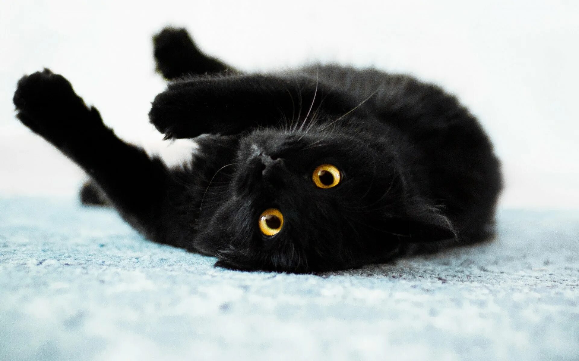 Шотландская вислоухая кошка черная. Чёрный кот. Черные коты. Красивый черный кот. Черные кошки 10