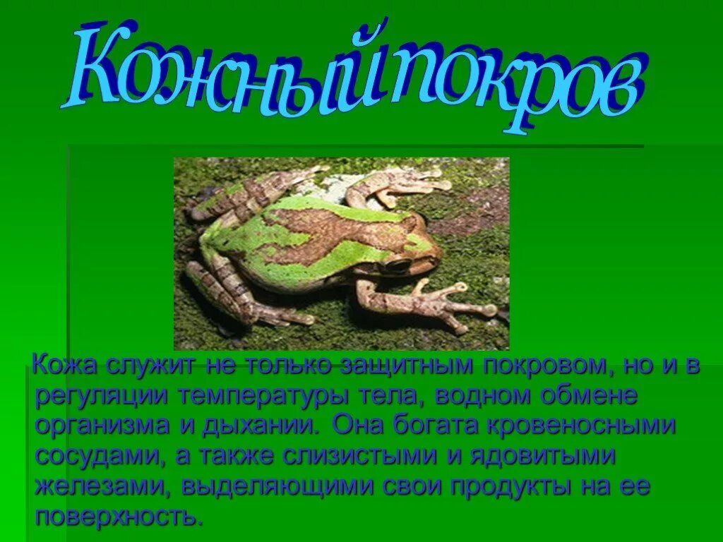 Функции покрова земноводных. Покровы земноводных. покровы земноводных животных. покров класса земноводные. амфибии бесхвостовые покров тела.