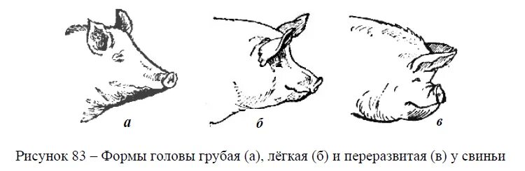 Уровень свиньи. Стати экстерьера свиньи. Оценка экстерьера свиней. Пороки экстерьера свиней. Пороки экстерьера сельскохозяйственных животных.