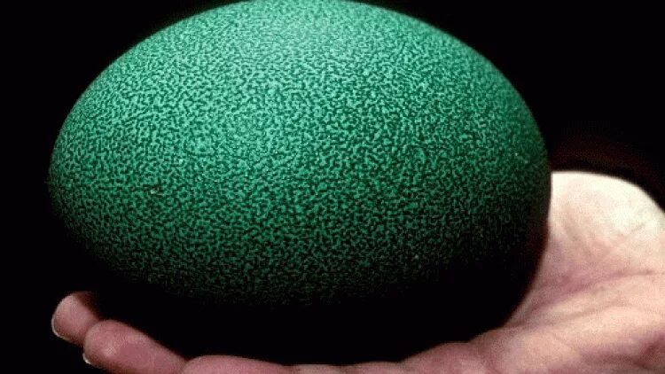 Яйцо стало черным. Яйца зеленого цвета. Яйца с зеленой скорлупой. Пятнистые яйца. Зеленые яйца чьи.
