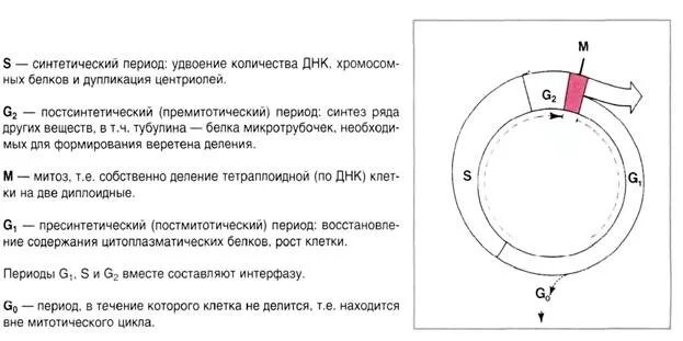 Нарушение клеточного цикла с помощью микротрубочковых ядов. Схема стадий жизненного цикла клетки. схема жизненного цикла клетки гистология. стадия жизненного цикла клетки схема. клеточный цикл гистология кратко.