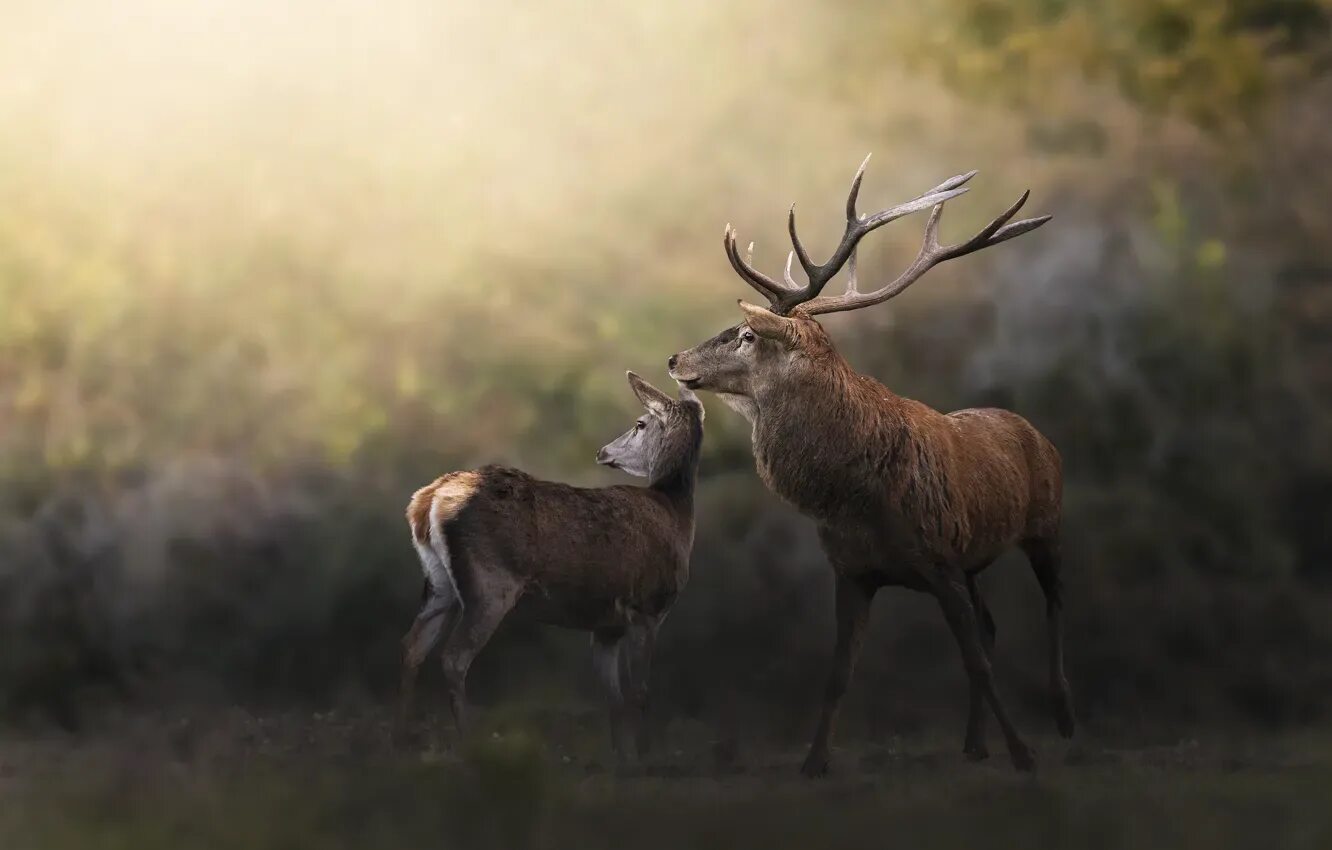 Олени любовь арт. Deer love. Олень из сердца пармы. Картина олени. Влюбленные олени.