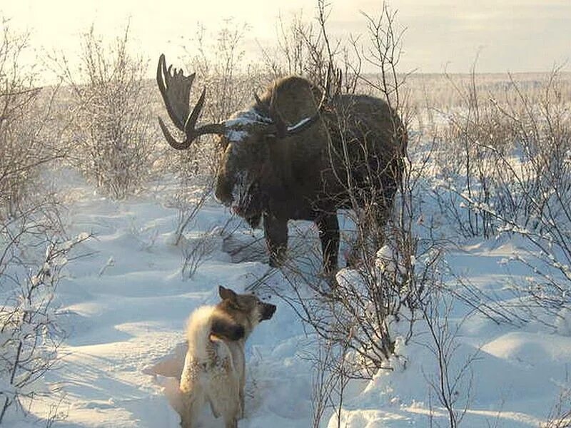 Деревня лоси. Охота зимой. Охотник зимой. Лось зима.