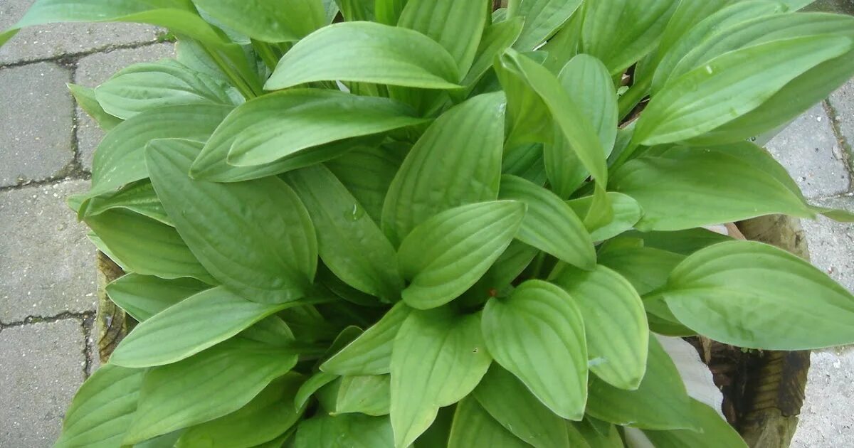 Где находится хоста. Хоста минор. хоста малая hosta minor. хоста минор (minor). хоста quilting bee.