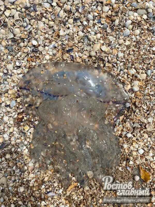 Медузы на должанской косе 2024. Медузы в азовском море. Медузы на должанской косе 2024. Медузы на должанской косе 2024. Медузы в азовском море 2022 должанская.