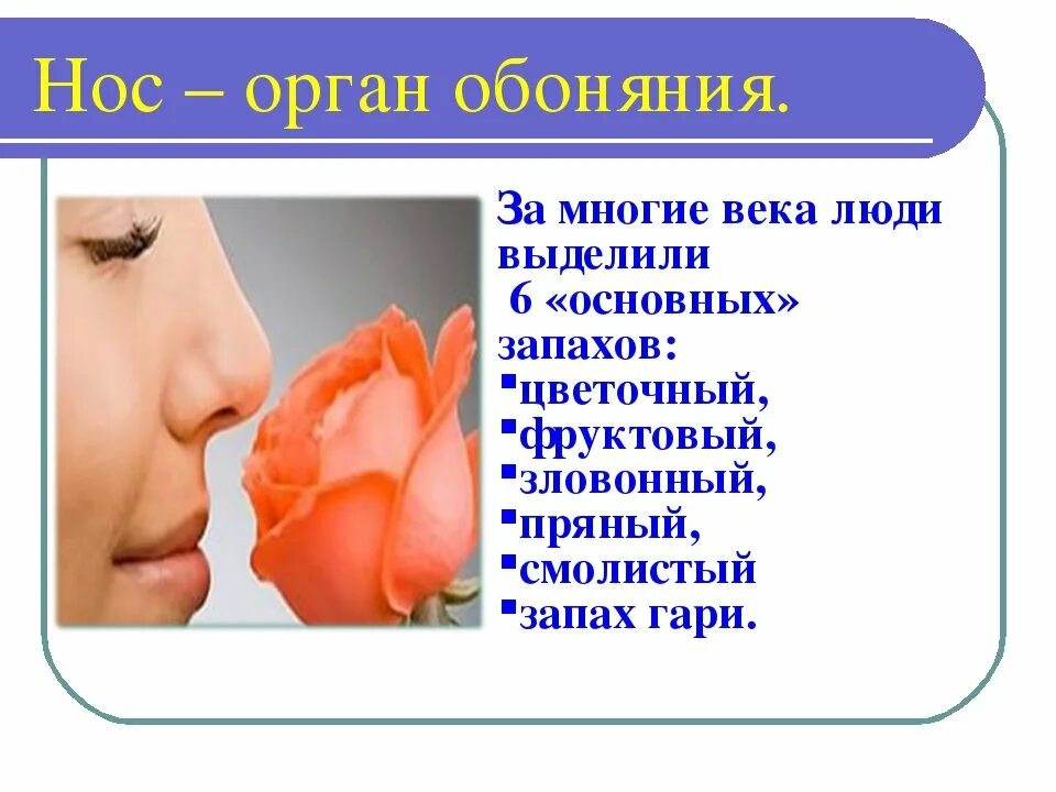 Обоняние детей. Органы чувств обоняние. Нос обоняние. Сообщение о органе чувств. Сообщение о обоняние.