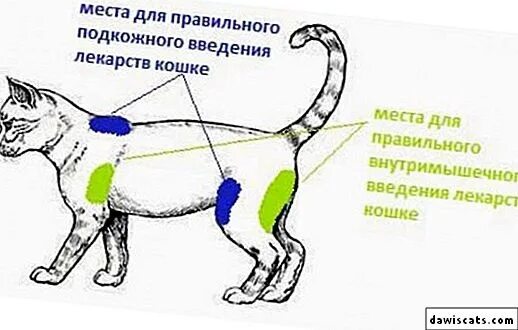 Укол кошке. Как сделать укол коту. Внутримышечный укол кошке.