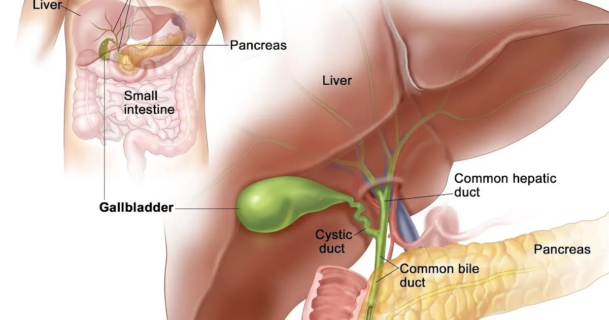 Как болит печень и желчный. Желчный пузырь расположение. Анатомия человека желчный пузырь расположение. Печень и желчный пузырь. Расположение печени и желчного пузыря.