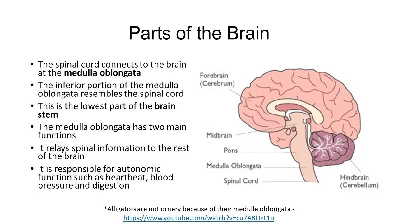 Capability of human brain. Brain structure. Parts of the Brain. Brain Parts and functions. Parts of Brain and their function.