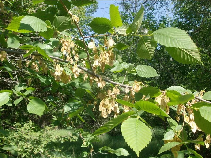 Карагач где. Вяз Ильм карагач. Вяз граболистный Берест. Вяз гладкий (Ulmus laevis). Вяз Берест карагач.