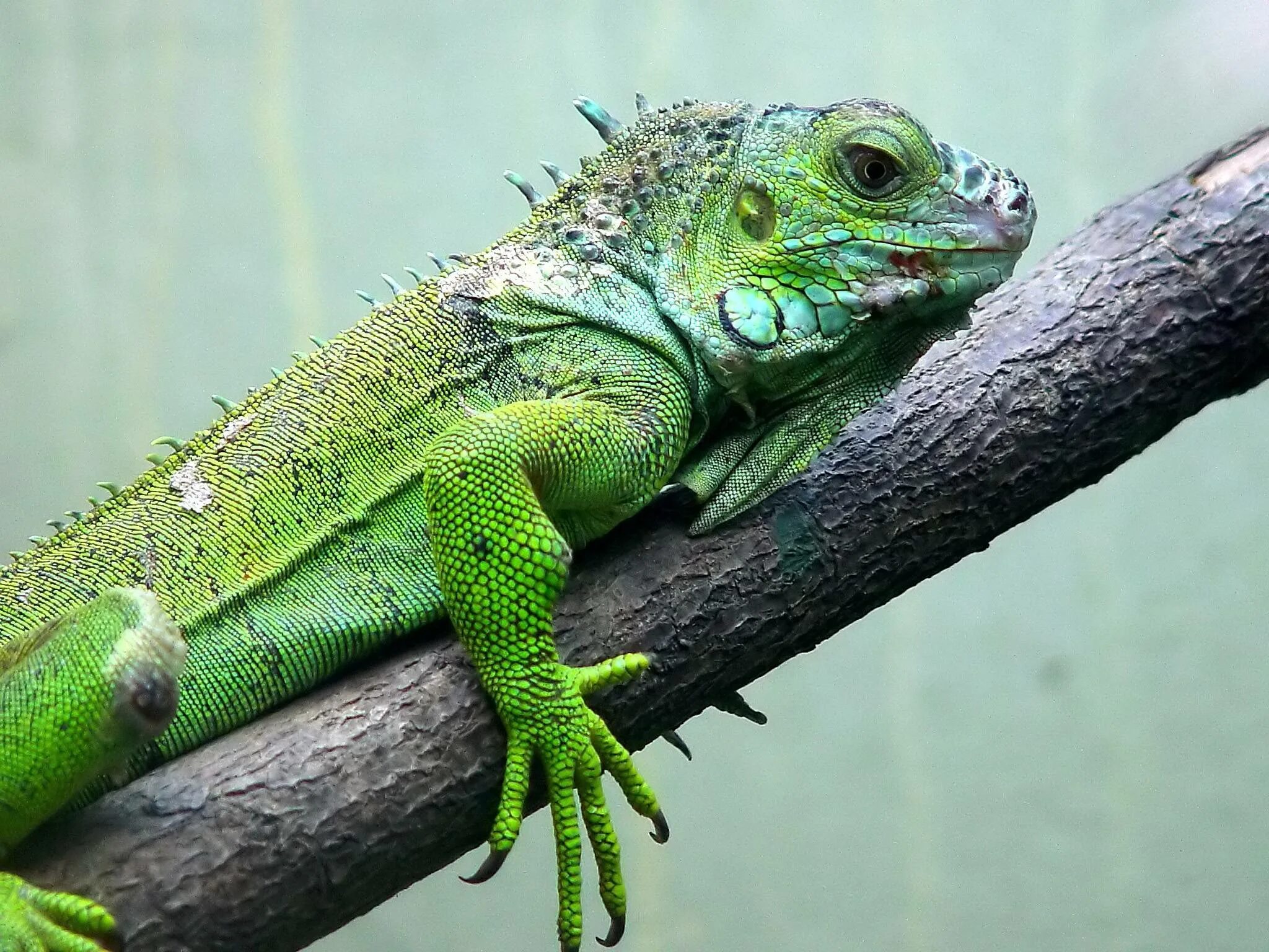 Игуана 1. Зеленая игуана (Iguana Iguana). Игуана зеленая обыкновенная. Южная Америка зеленая игуана. Ящерица игуана.