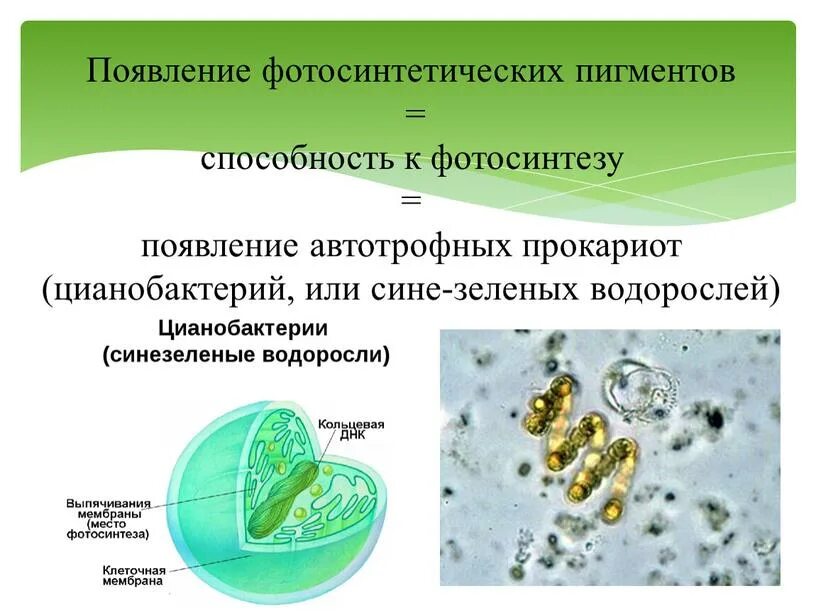 Появление автотрофных организмов. Пигменты цианобактерий хлорофилл. Подцарство цианобактерии. Цианобактерии фотосинтетики. Фотосинтетические пигменты низших растений.