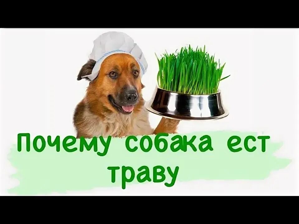 Собака ест траву. Собака ест траву на улице. Почему собака ест траву. Собака ест зелень. Зачем собаки едят траву
