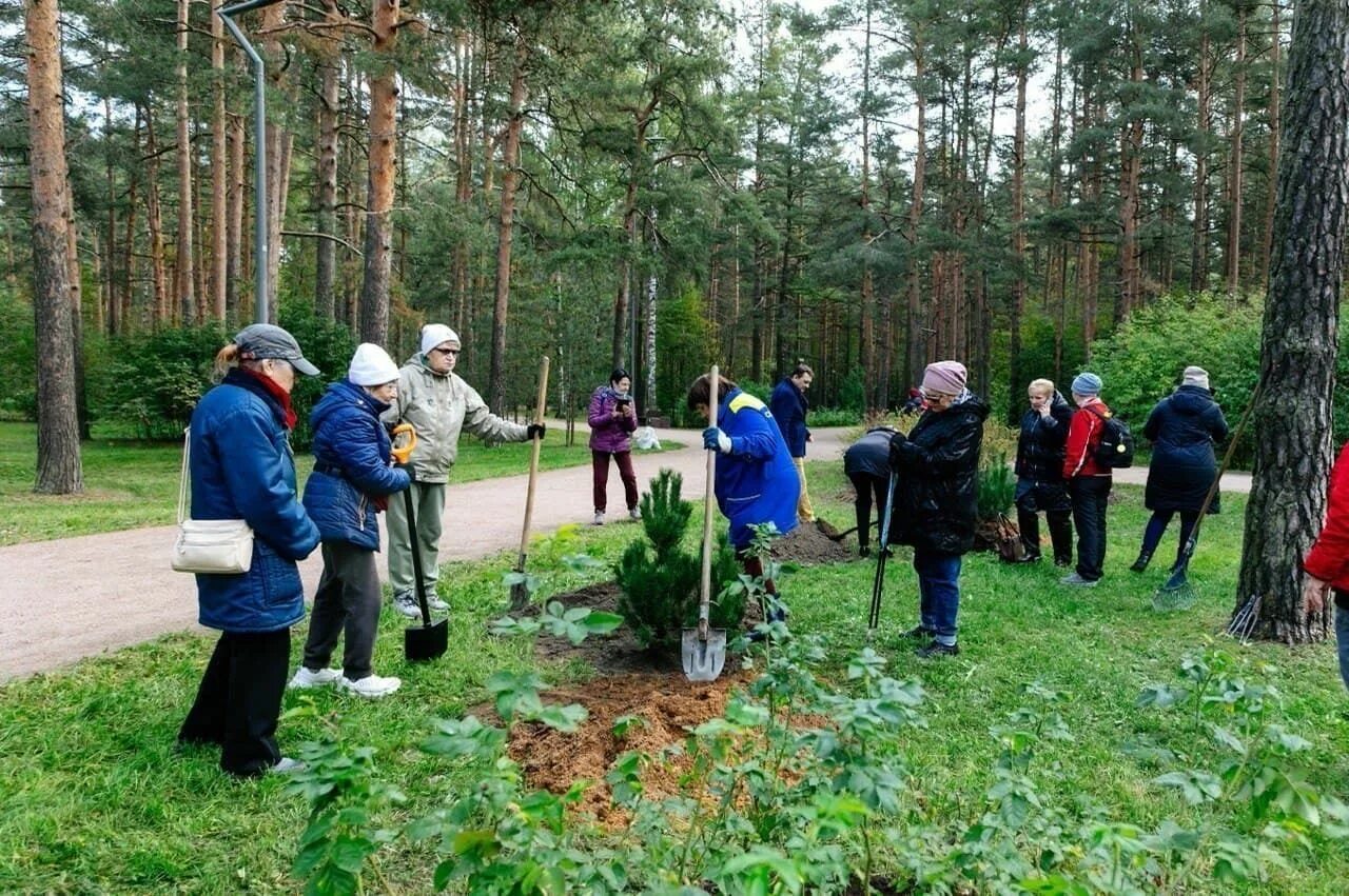 День посадки деревьев 2025. Посадка деревьев в парке. мероприятие высадка деревьев. высадка деревьев в лесу. посадка деревьев картинки.