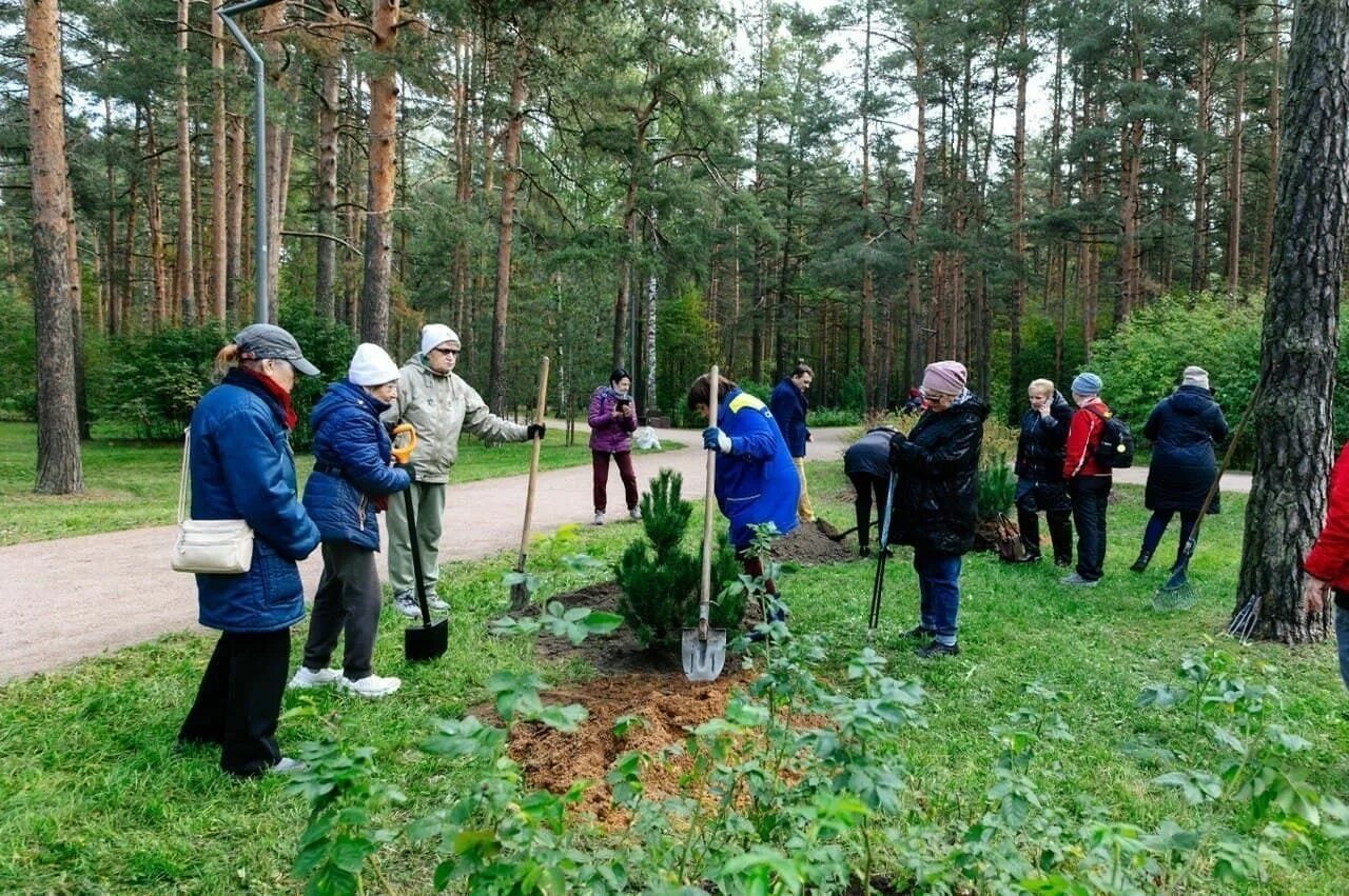 Какие деревья высаживают в парках. Высадка деревьев в лесу. Для деревьев высадка парк. Посадка деревьев в парке. Посадка деревьев картинки.