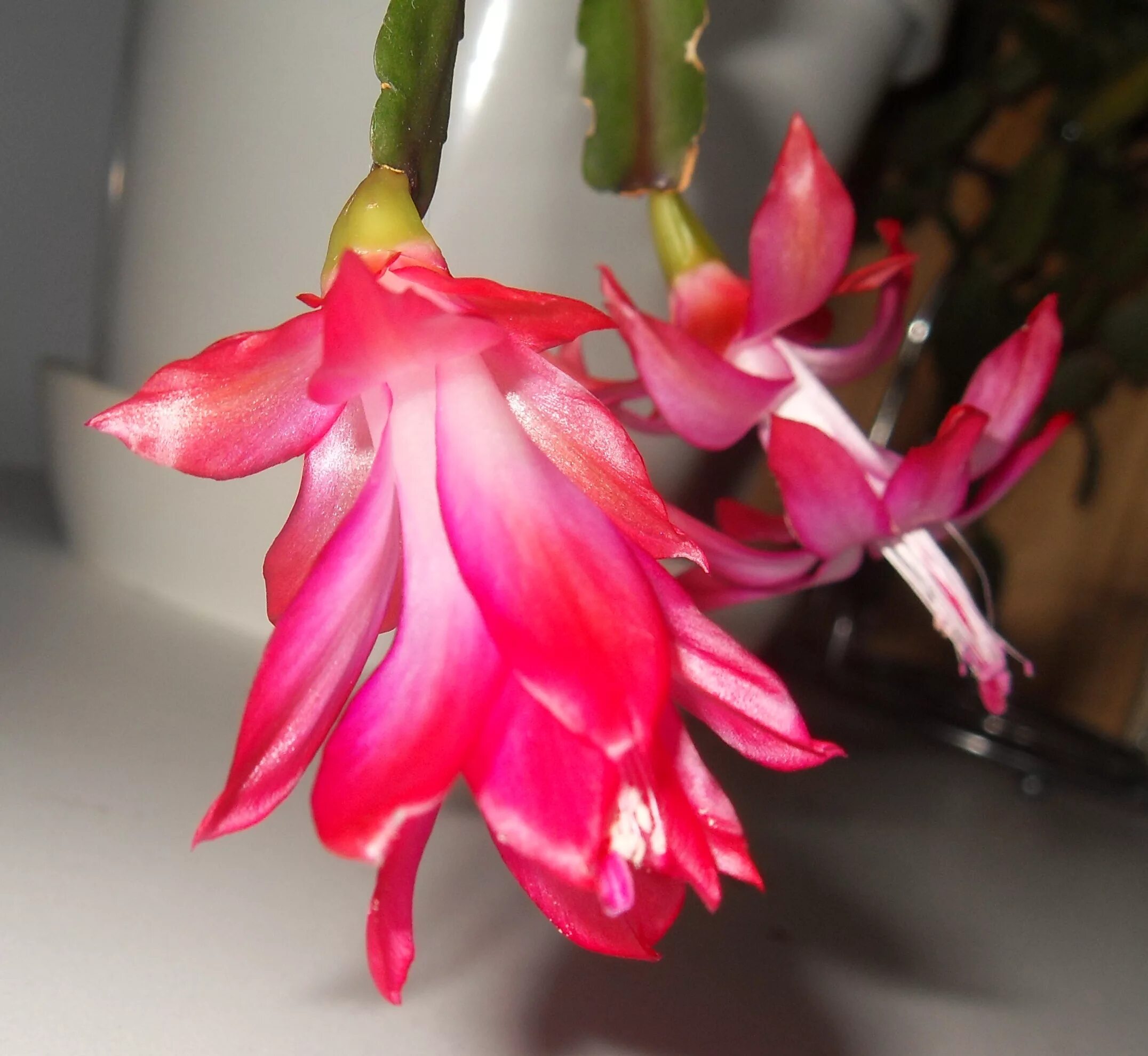 шлюмбергера декабрист зигокактус. зигокактус декабрист. шлюмбергера эпифиллум зигокактус. зигокактус декабрист. декабрист цветение.