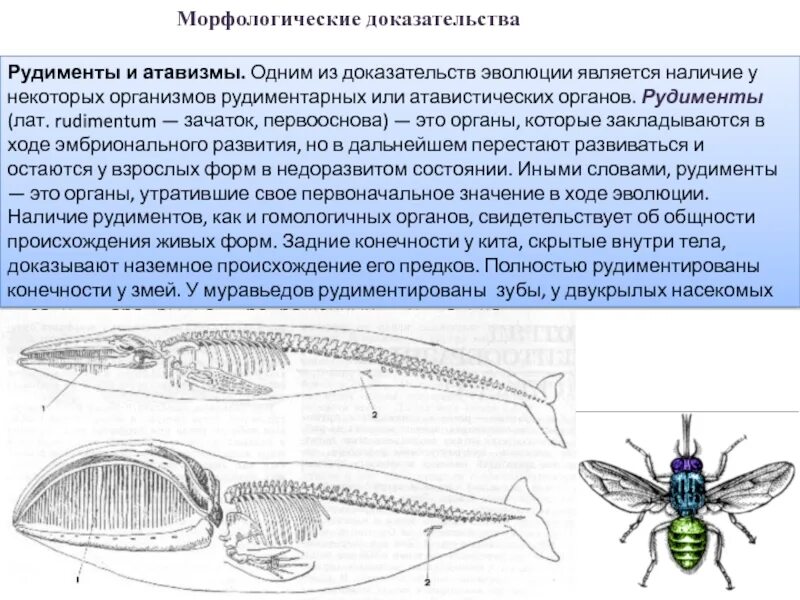 Эволюции примером рудиментарного органа. Рудименты конечностей насекомых. рудимент задних конечностей кита. рудименты доказательства эволюции.