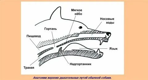 Дыхательные пути животного