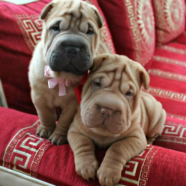 марко шарпей. г. щенки шарпея маленькие. шарпей авито щенков. шарпей бойцовская порода.