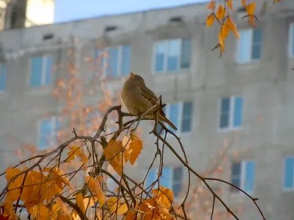 Птицы в городе осенью