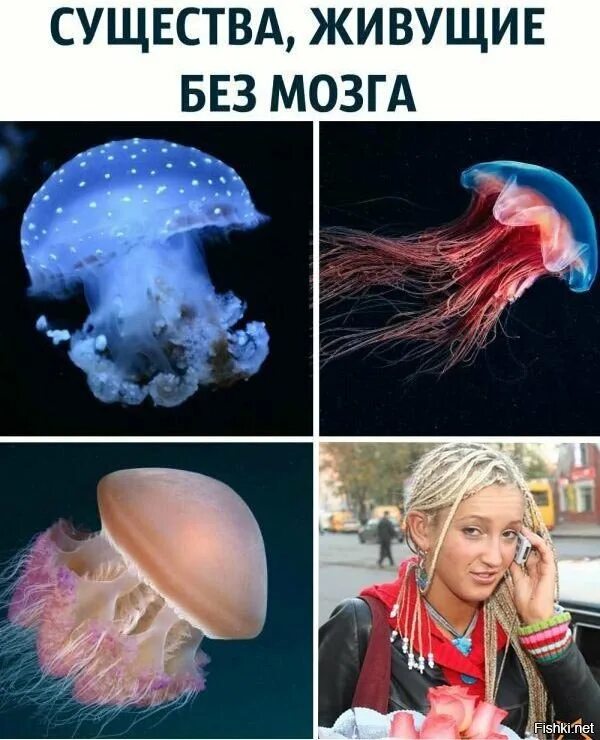 Мозгов тоже. У медузы нет мозга. Существа у которых нет мозгов.