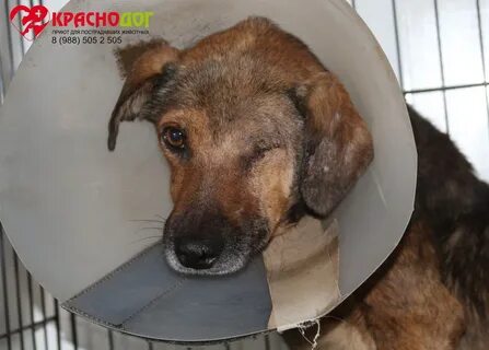 Адрес краснодог приют для животных краснодар