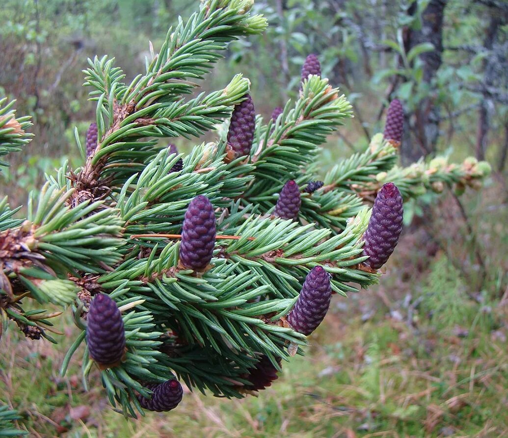 Северные хвойные породы. Ель Сибирская Picea obovata. Ель Сибирская шишки. Ель Сибирская шишечки. Picea obovata хвоя.