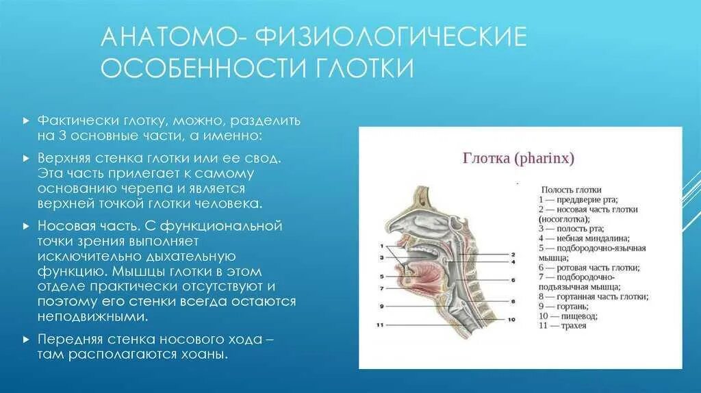 Особенности строения полости гортани. Анатомия физиология глотки заболевания. Строение полости гортани. Глотка строение и функции. Глотка строение анатомия.