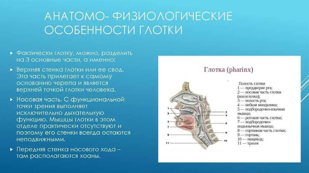 Глотка функции в пищеварительной. Строение носовой полости и гортани. строение полости гортани. глотка строение анатомия. анатомия и физиология глотки.