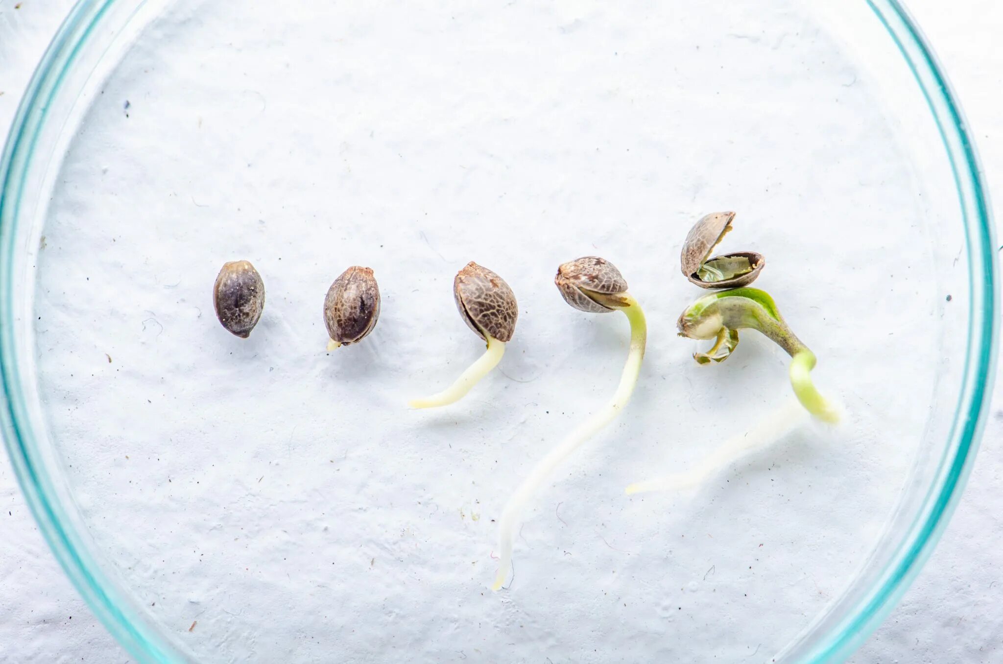 Семя конопли прорастить. Пророщенные семена конопли. Прорастание семян марихуаны. Проросшее семечко конопли.
