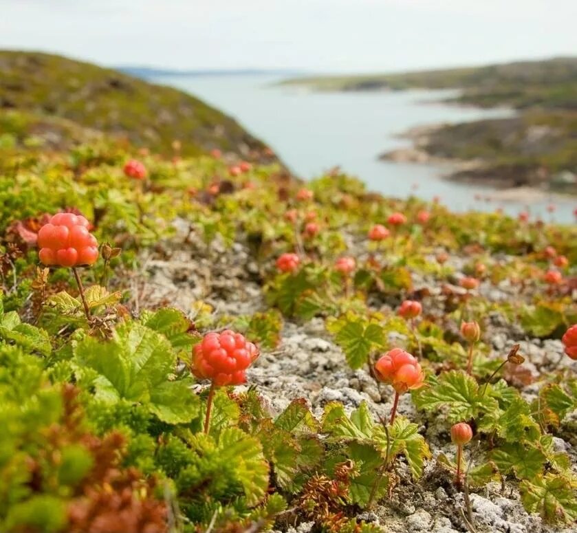 Тайга гадюка верблюд морошка. Морошка. Морошка в тундре. Морошка ягода куст. Лапландский заповедник Морошка.