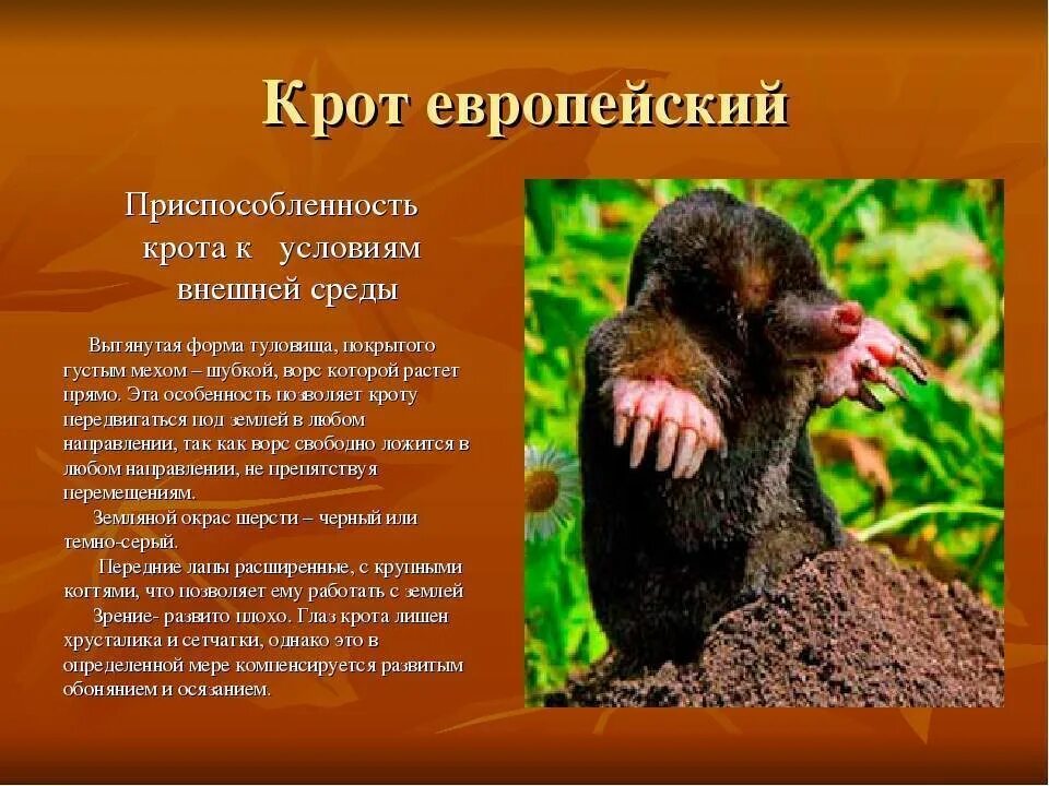 Приспособление кротов к почвенной среде обитания. Гигантский слепыш. Почвенная среда обитания крот. Приспособления крота к почвенной среде. Среда обитания крота.