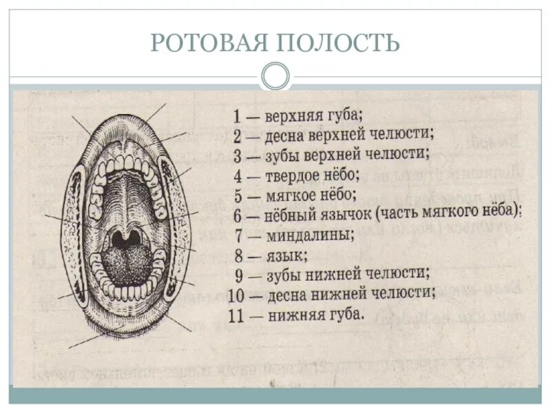 Ротовая полость насекомых. Ротовая полость кролика. Ротовая полость комара под микроскопом.